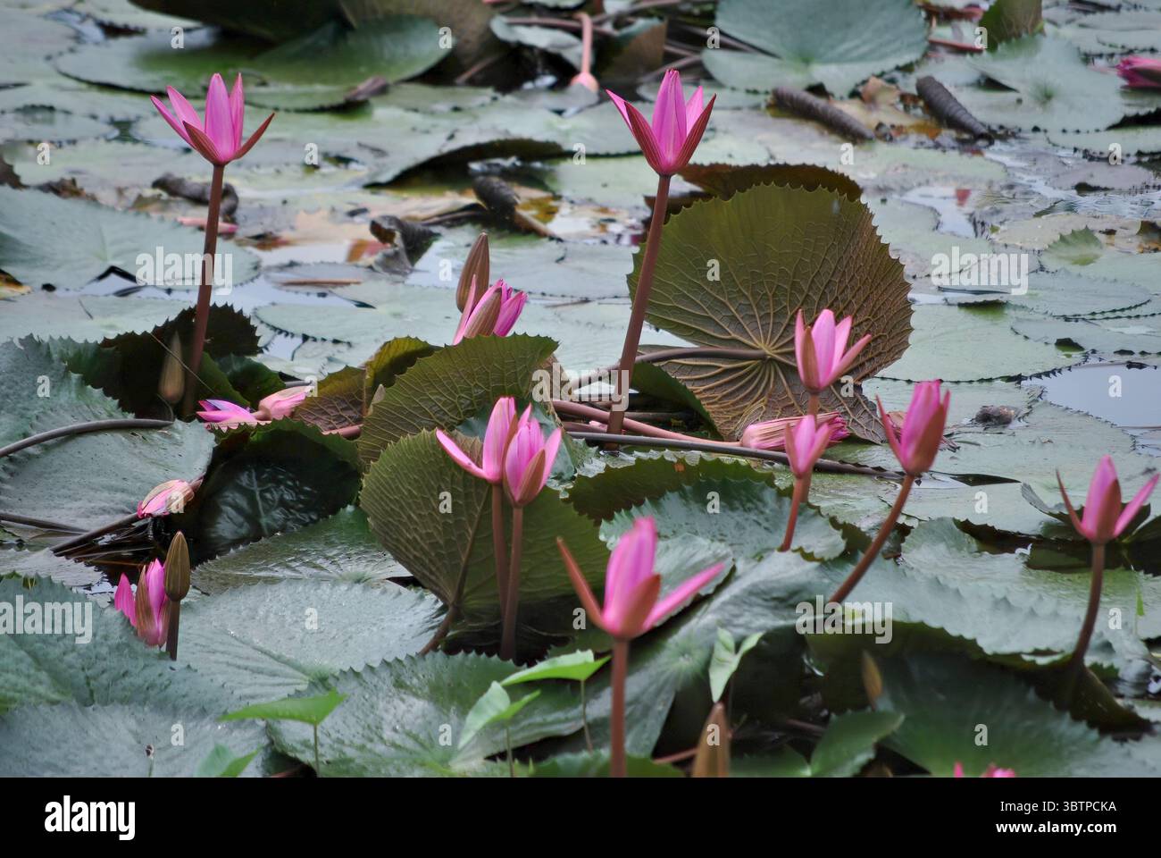 big-pink-lily-close-up-hi-res-stock-photography-and-images-alamy