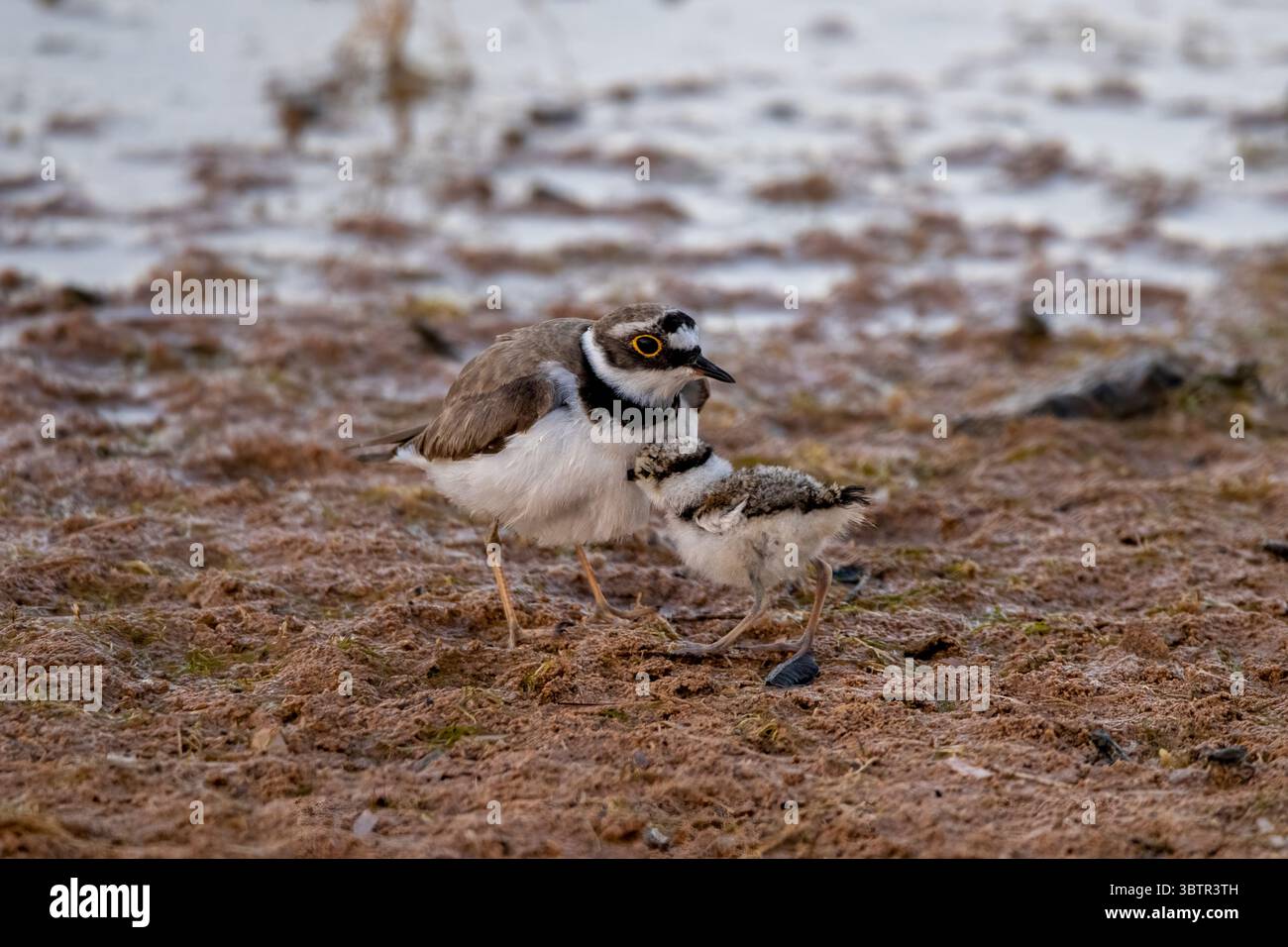 A little Ringed Plover with its chick, on the banks of a small wetland ...