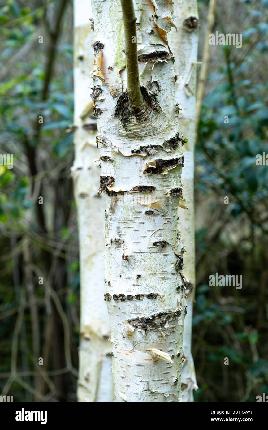 Bark on the trunk of a Silver Birch tree - Betula pendula - in the United Kingdom Stock Photo