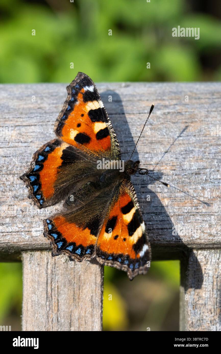 Small Tortoiseshell Butterfly Aglais Urticae With Antennae And small-tortoiseshell-butterfly-aglais-urticae-with-antennae-and