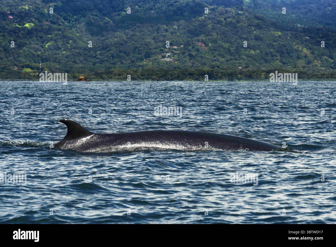 Ballena Marine National Park Costa Rica Hi res Stock Photography And ballena-marine-national-park-costa-rica-hi-res-stock-photography-and