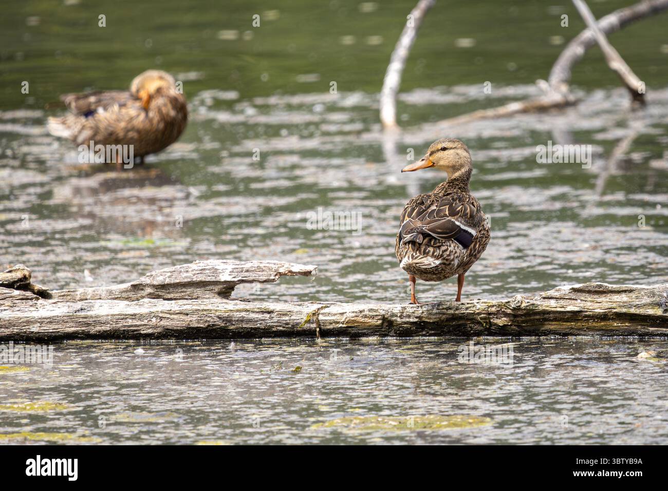 Two ducks resting pond hi-res stock photography and images - Alamy