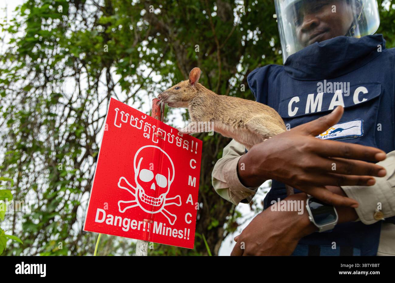 Seim Reip Rats A mine detection rat with the humanitarian demining organization APOPO ...