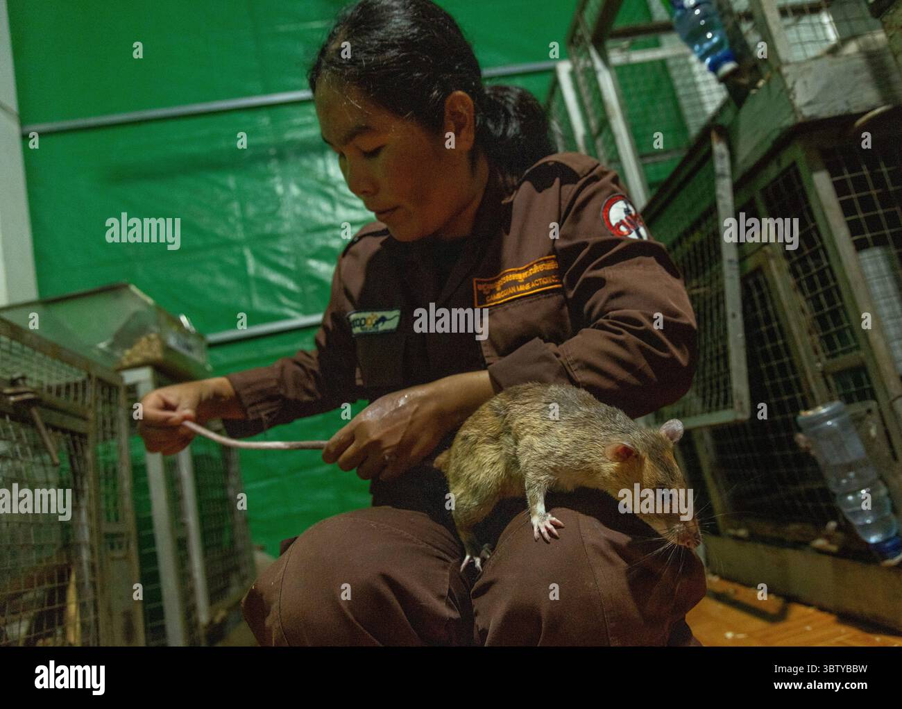 Mott Sreymom, 34, a rat handler with the humanitarian demining ...