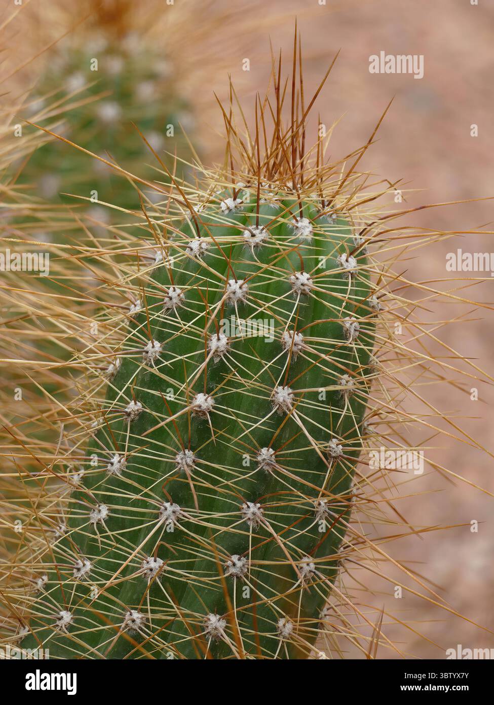 MARRAKECH, MOROCCO - MAR 26, 2022 - Close-up of Echinopsis Terscheckii cactus, featuring verdant succulent body, sharp spines against botanical garden Stock Photo