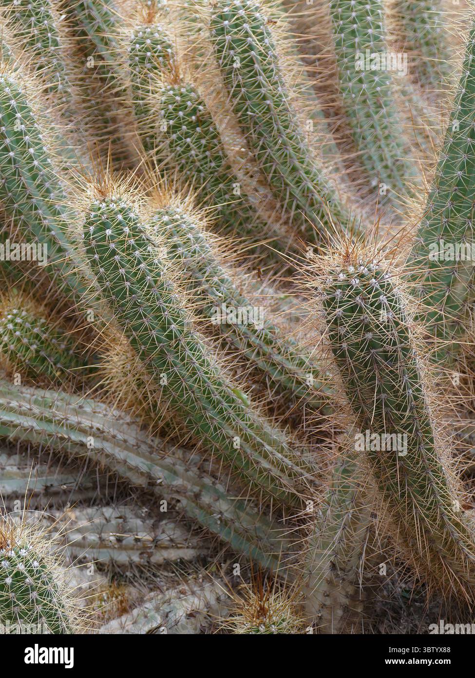 MARRAKECH, MOROCCO - MAR 26, 2022 - Desert succulent displaying sharp spines, thriving in Marrakech botanical garden setting. , Jardin, Majorelle Stock Photo