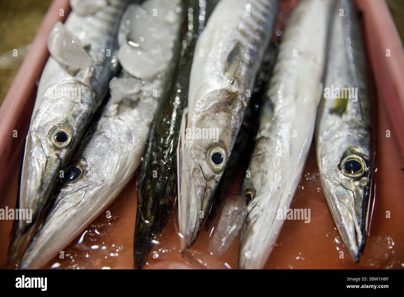 Fresh barracuda fish market hi-res stock photography and images - Alamy