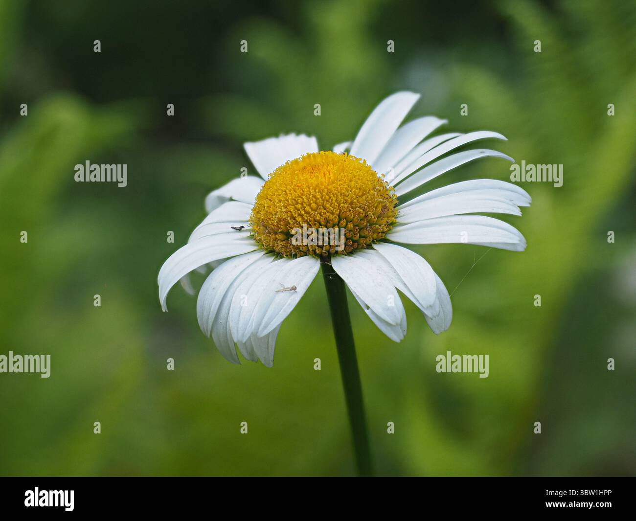 Oxeye daisy in bloom Stock Photo