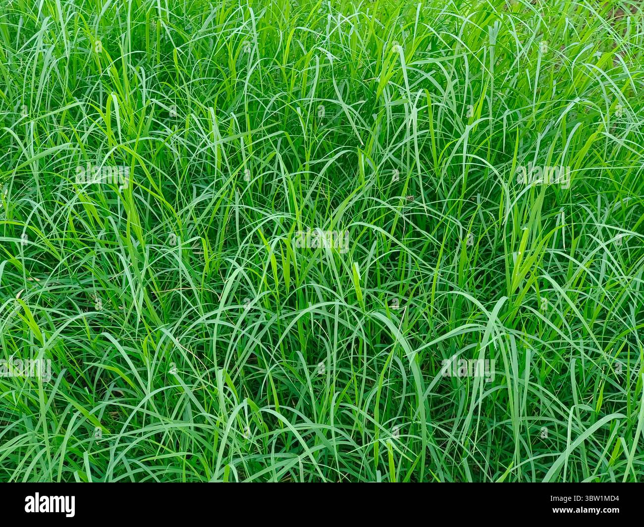 Doob, Durva Grass, sacred grass, Bermuda grass is considered a sacred plant  in India. It is religious for Hindus as they worship Lord Ganesha with dur  Stock Photo - Alamy