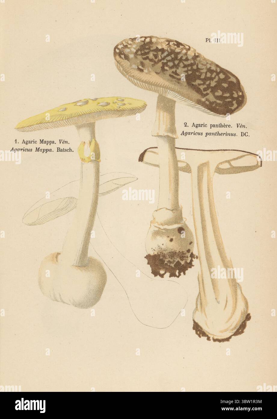 False death cap or citron amanita, Amanita citrina 1, and panther cap or false blusher, Amanita pantherina 2. Poisonous. Agaric mappa, Agaricus mappa, Agaric panthere, Agaricus pantherinus. Veneneux. Chromolithograph after a botanical illustration by woman artist Aimée-Eugénie Delville-Cordier from Francois Simeon Cordier's Les Champignons, Histoire, description, culture, usages, Mushrooms, history, description, cultivation, usage, J. Rothschild, Paris, 1876. Stock Photo