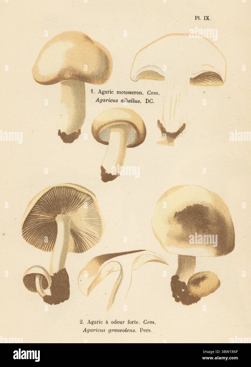 St George's mushroom, Calocybe gambosa 1, and Calocybe graveolens 2. Edible. Agaric mousseron, Agaricus albellus, agaric a odeur forte, Agaricus graveolens. Comestible. Chromolithograph after a botanical illustration by woman artist Aimée-Eugénie Delville-Cordier from Francois Simeon Cordier's Les Champignons, Histoire, description, culture, usages, Mushrooms, history, description, cultivation, usage, J. Rothschild, Paris, 1876. Stock Photo