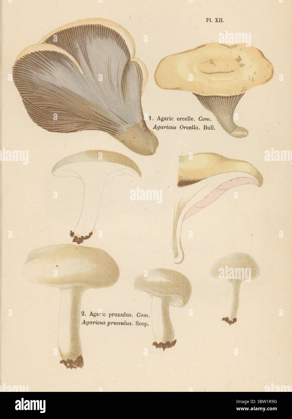 The Miller mushroom, Clitopilus prunulus 1,2. Edible. Agaric orcelle, Agaricus orcella, Agaric prunulus, Agaricus prunulus. Comestible. Chromolithograph after a botanical illustration by woman artist Aimée-Eugénie Delville-Cordier from Francois Simeon Cordier's Les Champignons, Histoire, description, culture, usages, Mushrooms, history, description, cultivation, usage, J. Rothschild, Paris, 1876. Stock Photo