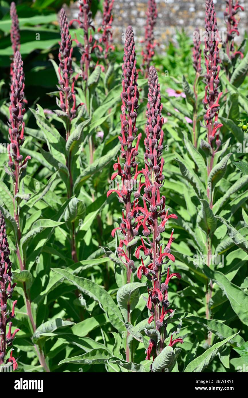 Devils tobacco hi-res stock photography and images