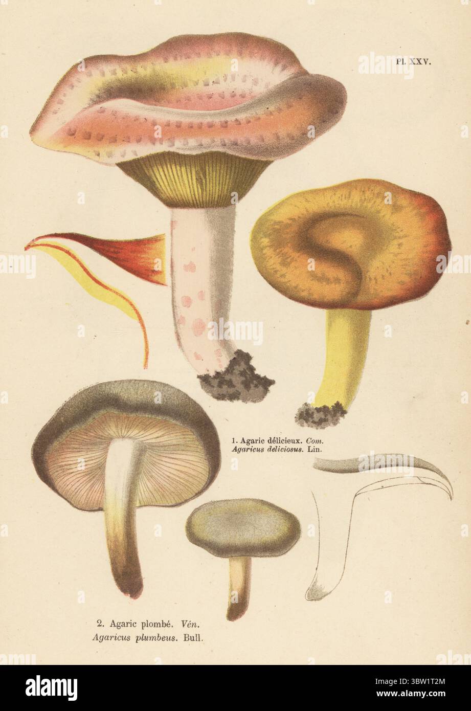 Saffron milkcap, Lactarius deliciosus, edible 1, and ugly milkcap, Lactarius necator, poisonous 2. Agaric delicieux, Agaricus deliciosus, Agaric plombe, Agaricus plumbeus. Chromolithograph after a botanical illustration by woman artist Aimée-Eugénie Delville-Cordier from Francois Simeon Cordier's Les Champignons, Histoire, description, culture, usages, Mushrooms, history, description, cultivation, usage, J. Rothschild, Paris, 1876. Stock Photo
