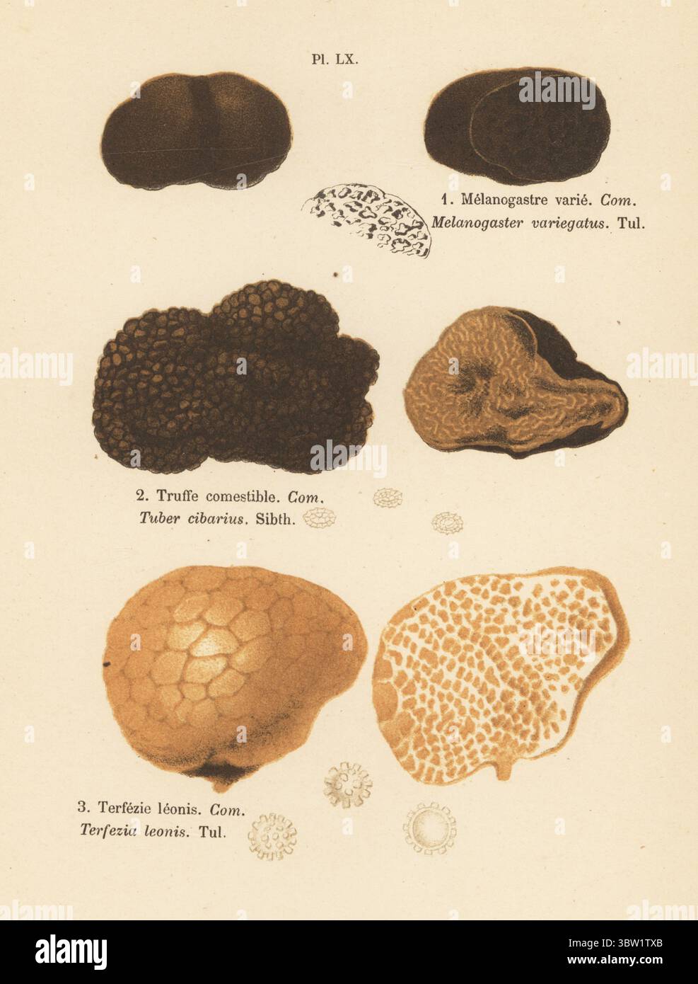Summer truffle, Tuber aestivum 2, Moroccan desert truffle,  Terfezia arenaria 3, and Melanogaster variegatus 1. Edible. Melanogastre varie, truffe comestible, Tuber cibarius, terfezie leonis, Terfezia leonis. Comestible. Chromolithograph after a botanical illustration by woman artist Aimée-Eugénie Delville-Cordier from Francois Simeon Cordier's Les Champignons, Histoire, description, culture, usages, Mushrooms, history, description, cultivation, usage, J. Rothschild, Paris, 1876. Stock Photo