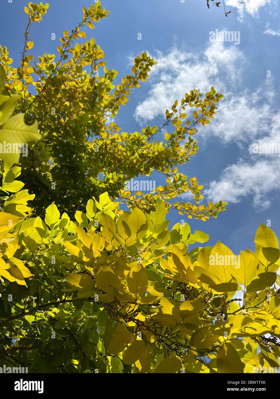 Looking up at tropical tree branches and green leaves against bright cloudy sky. Backlit view in Singapore urban nature setting. Vertical scene. - Smartphone Captured Stock Image