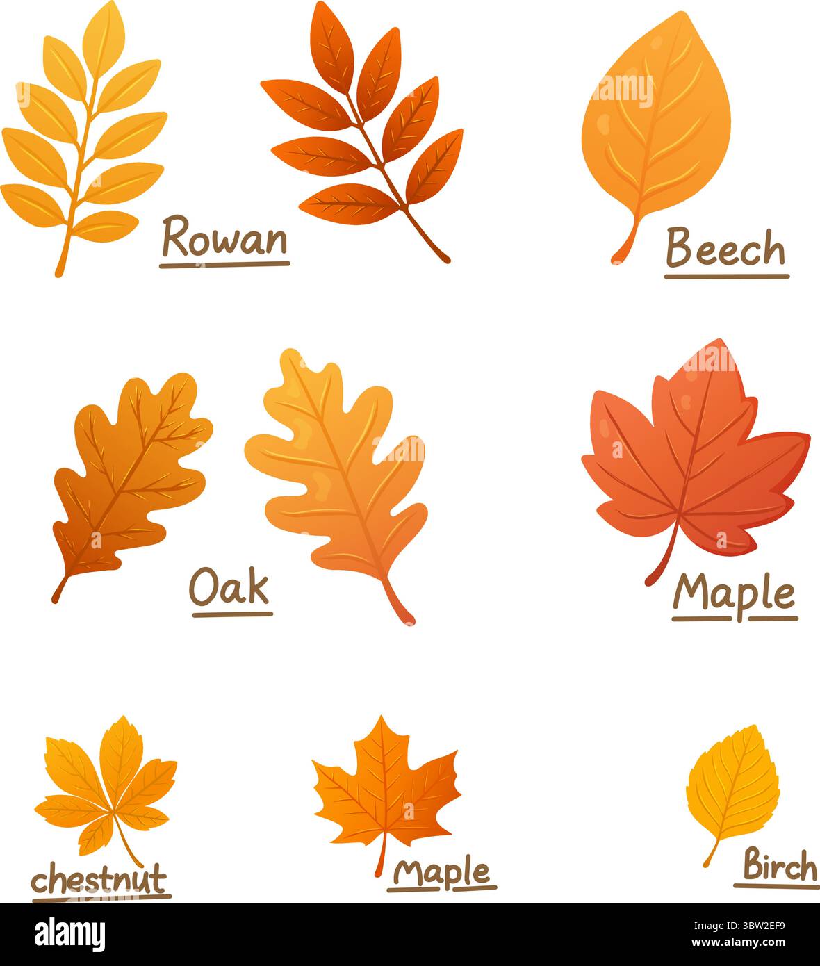 Beech Tree In Autumn Stock Vector Images Alamy