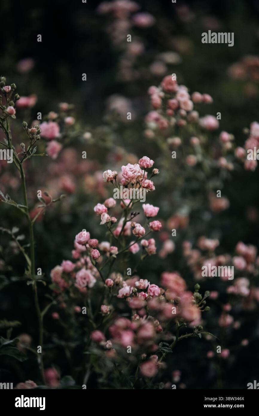 Smell Pink Roses Small pink roses on the field Stock Photo - Alamy