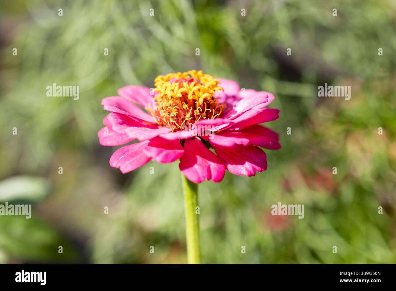 Zinnia 'Forcast', Zinnia Elegans flower closeup Stock Photo