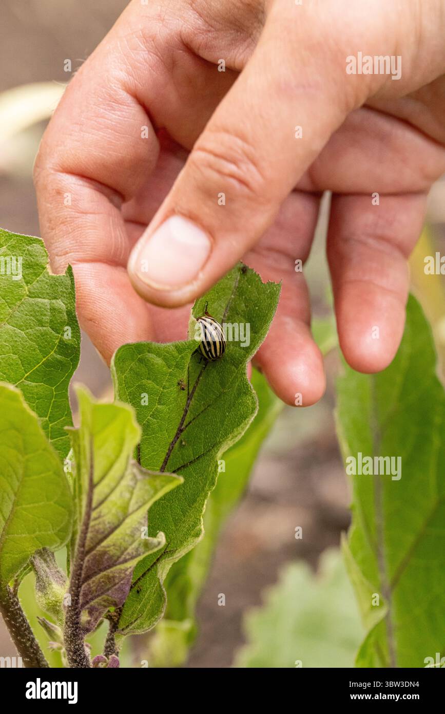 Farmer finding colorado potato beetle larvae on eggplant leaf Stock Photo