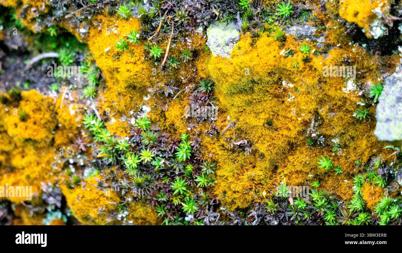 The moss growing on the rocks of the hill is starting to turn yellow ...