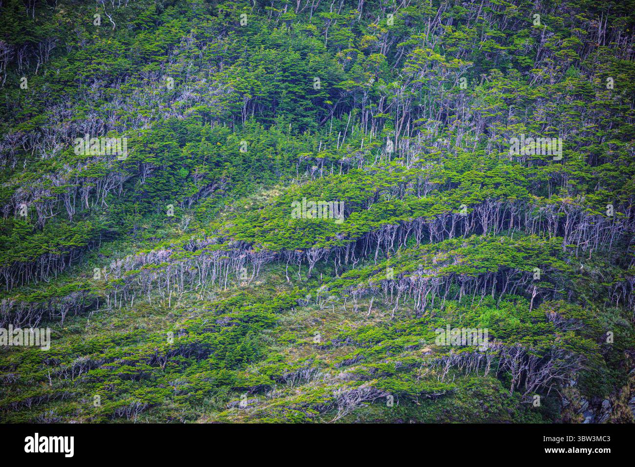 Garibaldi fjord rock walls with trees, Garibaldi fjord, Alberto de ...