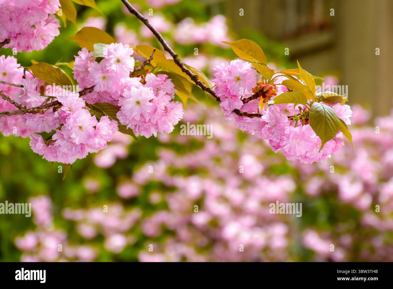 fragrant blossom of sakura in spring. pink nature background. japanese plant adapted for ukraine climate. twigs of kanzan species with lush flowers Stock Photo