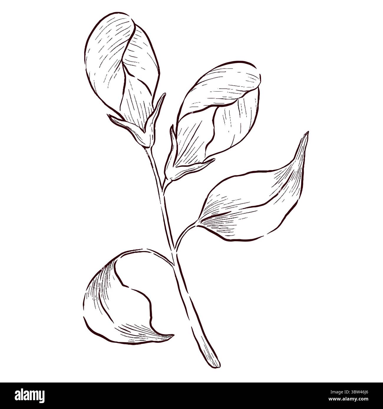 Gemstones and flowers vector illustrations set Stock Vector