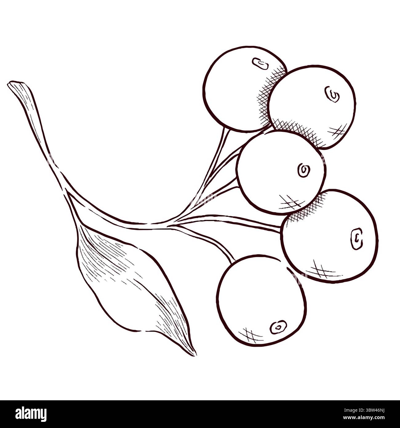 Gemstones and flowers vector illustrations set Stock Vector