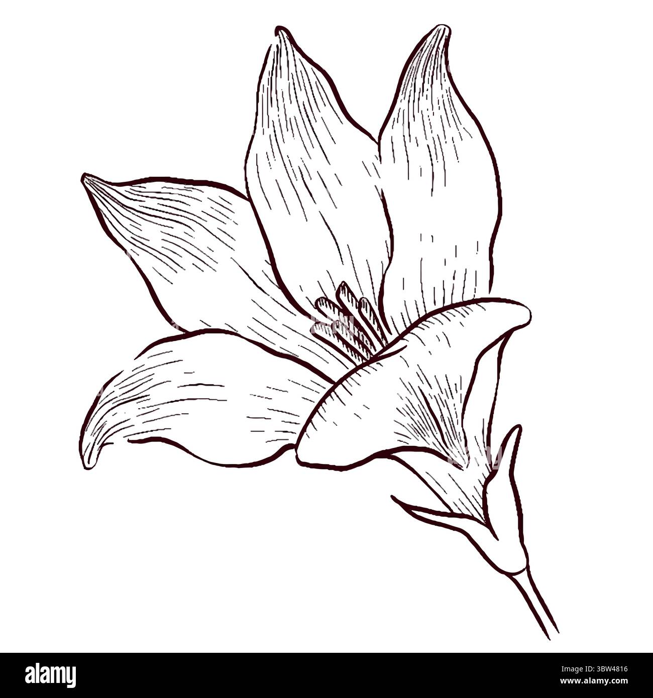 Gemstones and flowers vector illustrations set Stock Vector