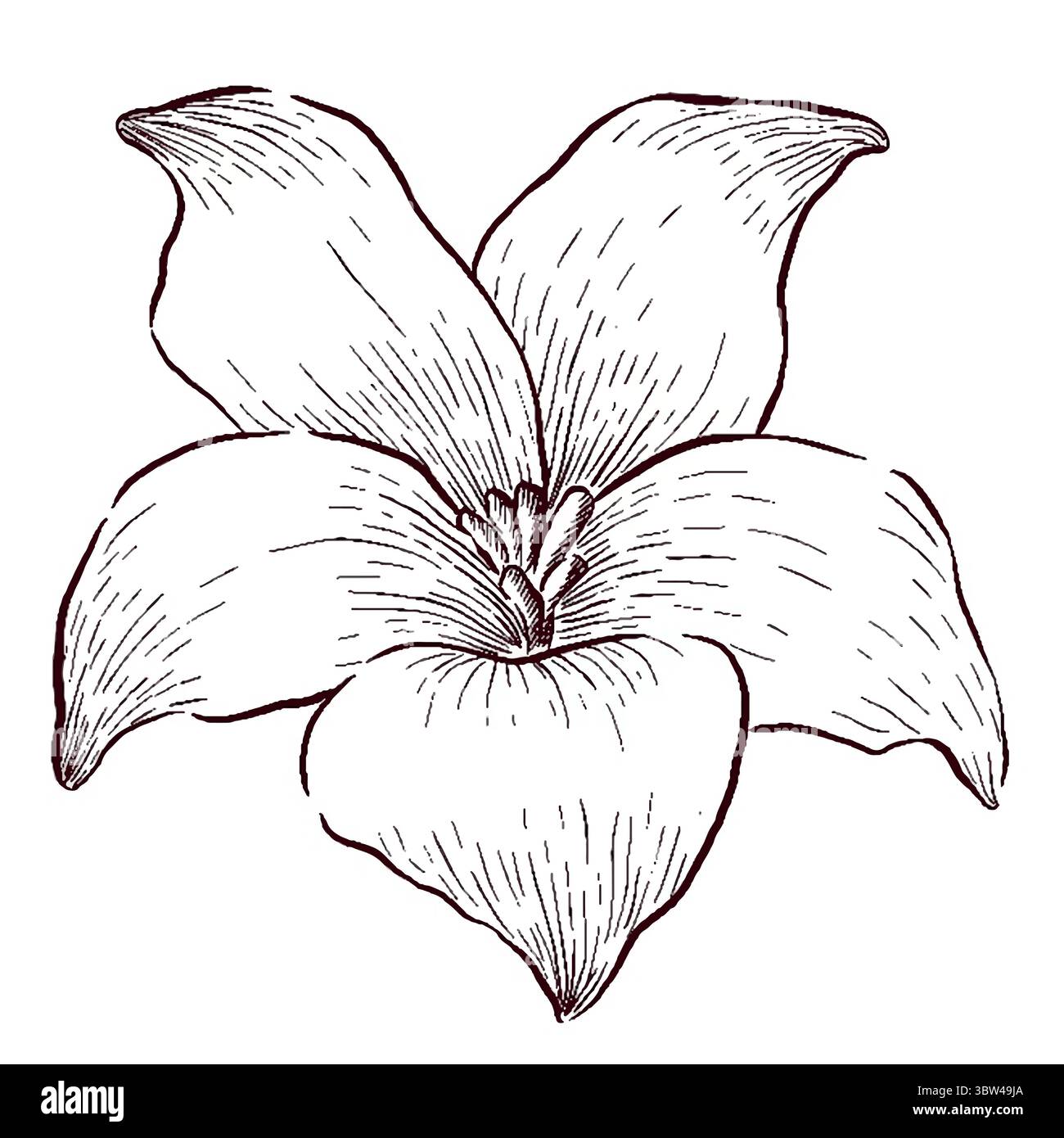 Gemstones and flowers vector illustrations set Stock Vector
