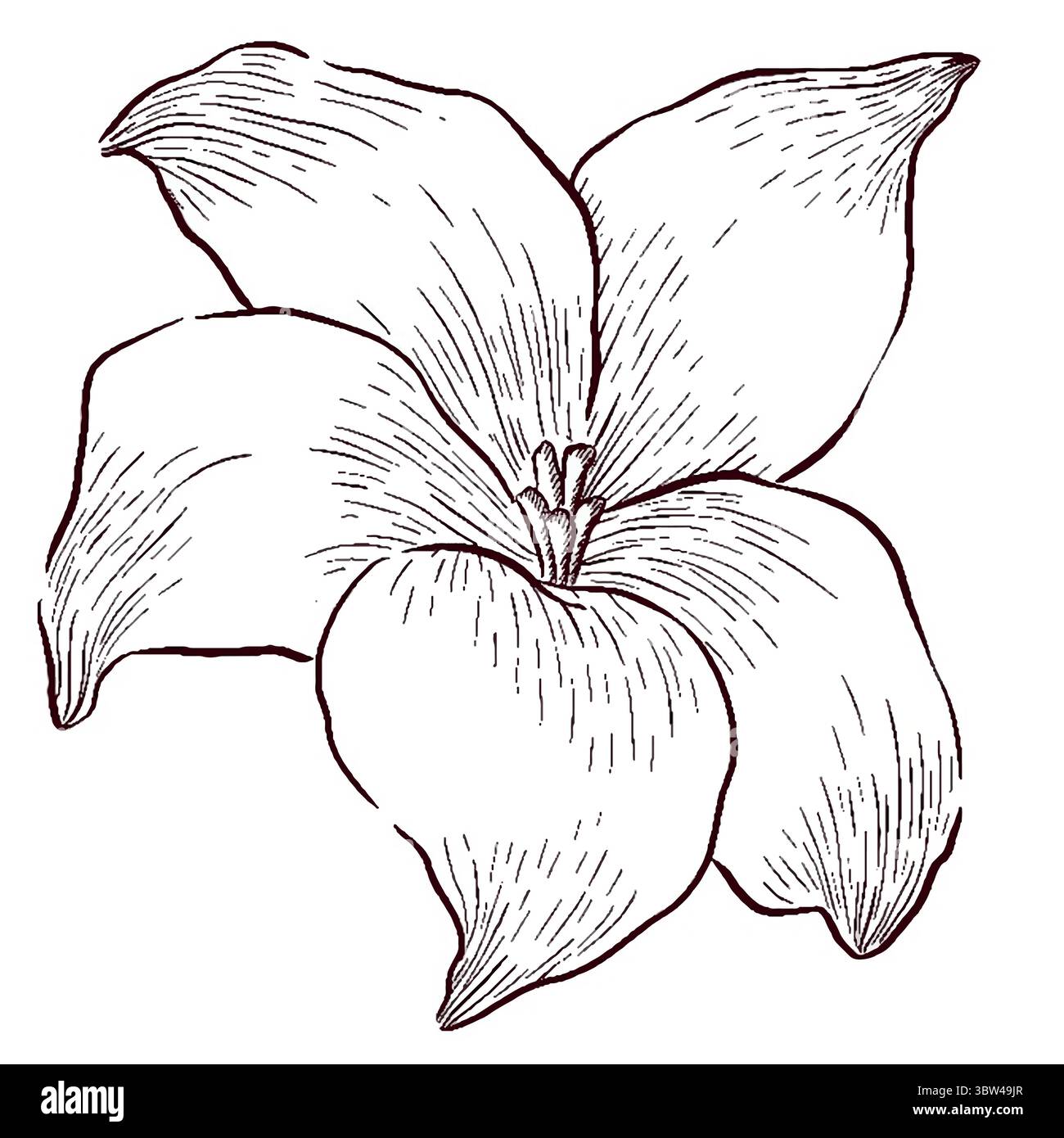 Gemstones and flowers vector illustrations set Stock Vector