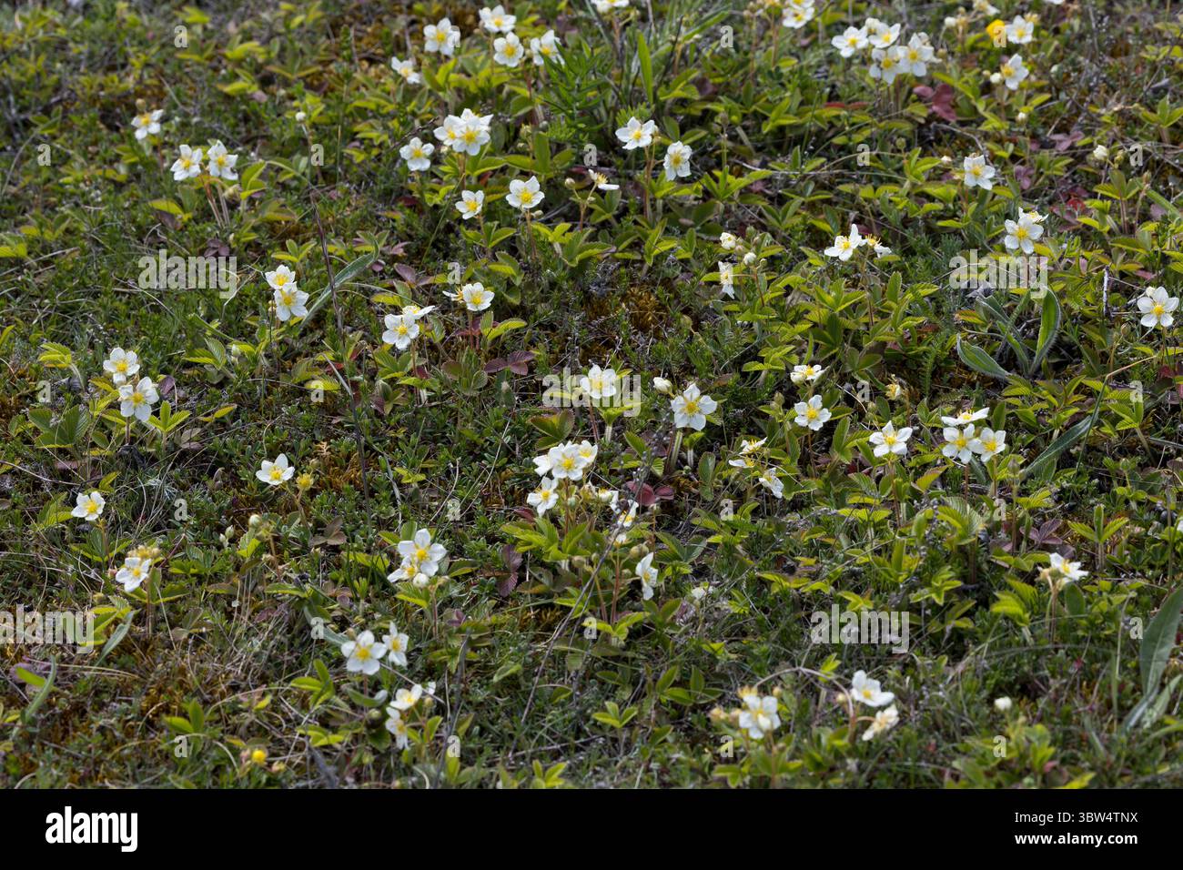Knack-Erdbeere, Hügel-Erdbeere, Knackelbeere, Fragaria viridis, creamy strawberry, green strawberry, Le fraisier vert, le fraisier des collines Stock Photo