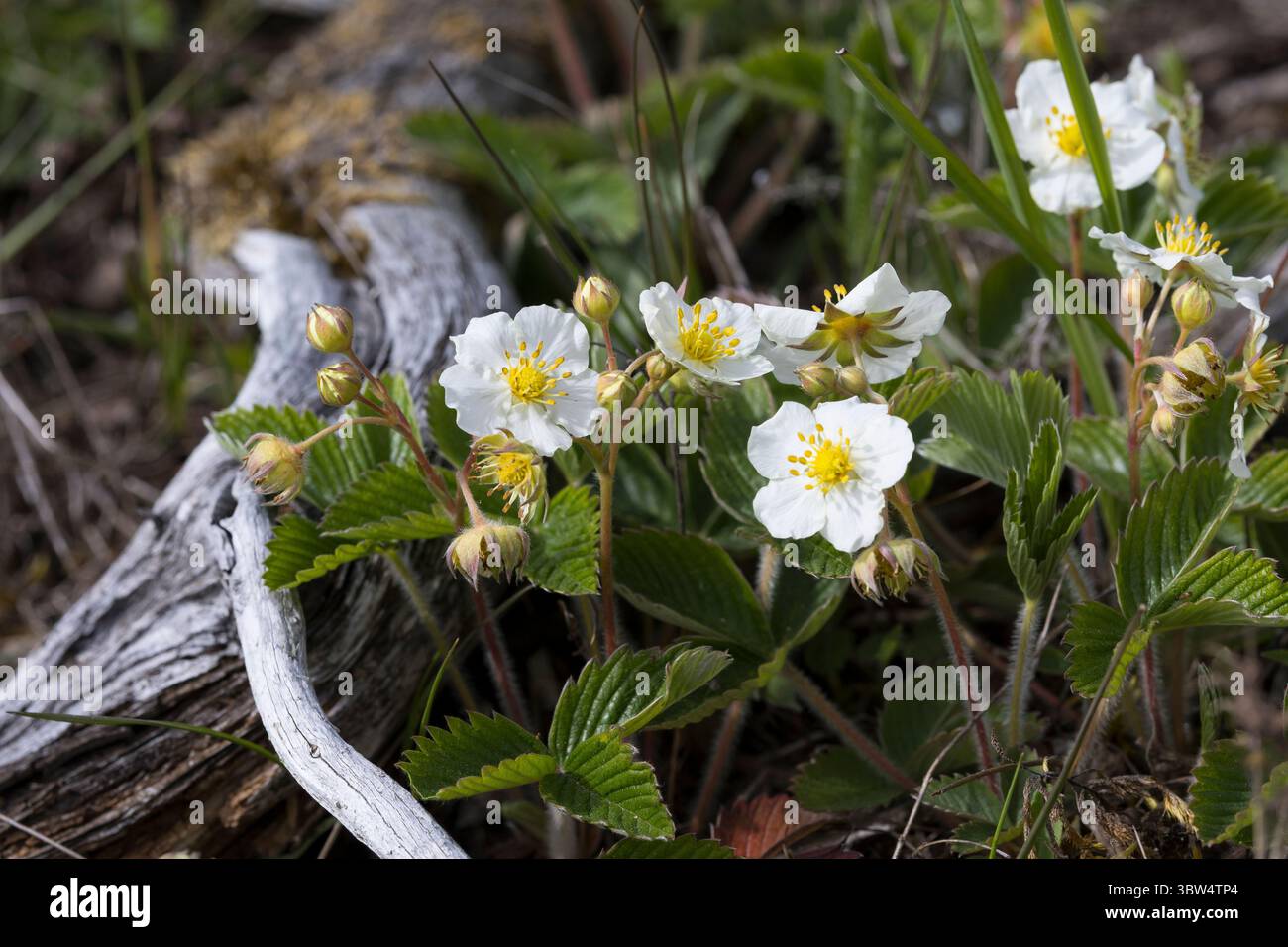 Knack-Erdbeere, Hügel-Erdbeere, Knackelbeere, Fragaria viridis, creamy strawberry, green strawberry, Le fraisier vert, le fraisier des collines Stock Photo