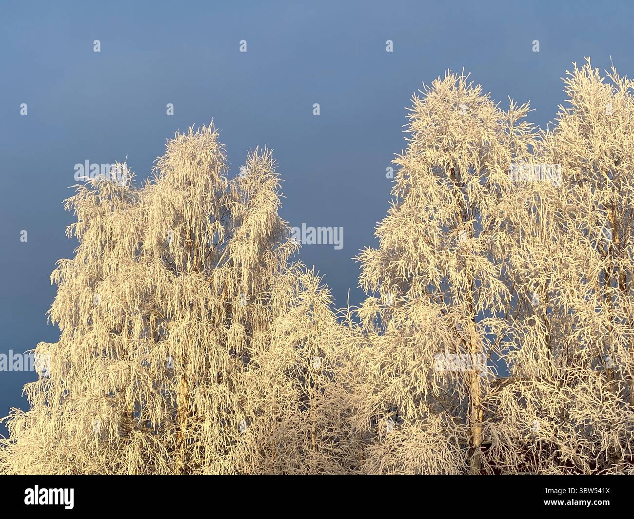 Snow-covered trees in winter stand out against the clear blue sky, showcasing the season's beauty. - Smartphone Captured Stock Image