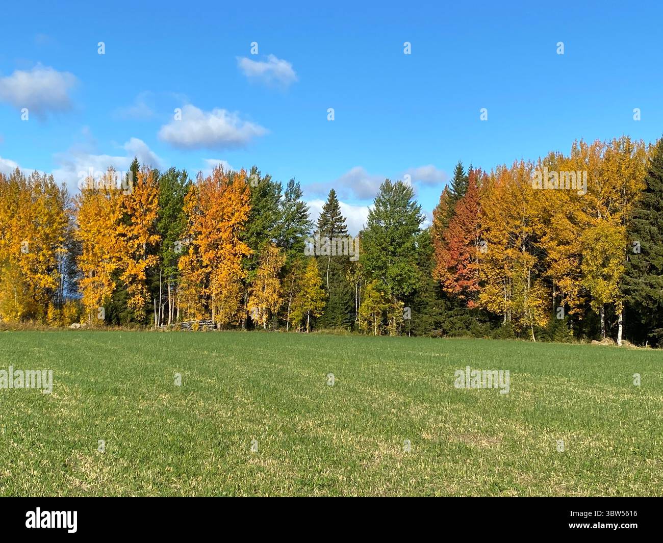 Colorful autumn trees stand in a field under a beautiful, bright blue sky. - Smartphone Captured Stock Image