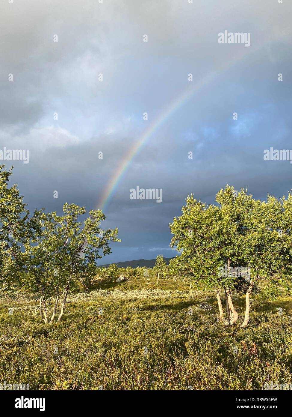 A stunning rainbow stretches across a stormy sky above a lush green landscape. - Smartphone Captured Stock Image