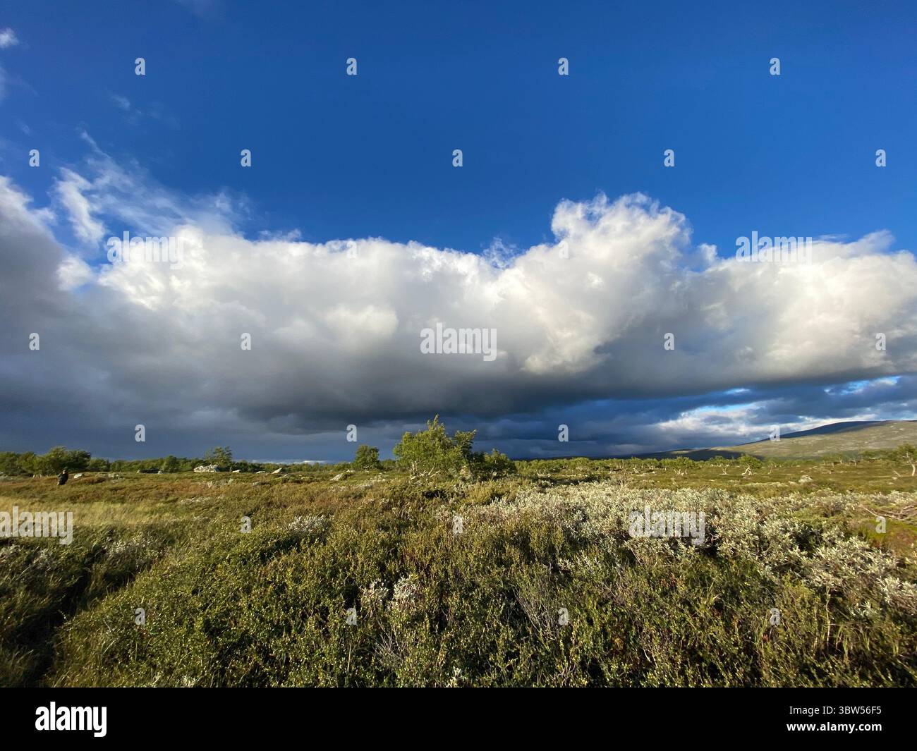 A beautiful sunny day with a fluffy cloud over a green field under a blue sky. - Smartphone Captured Stock Image