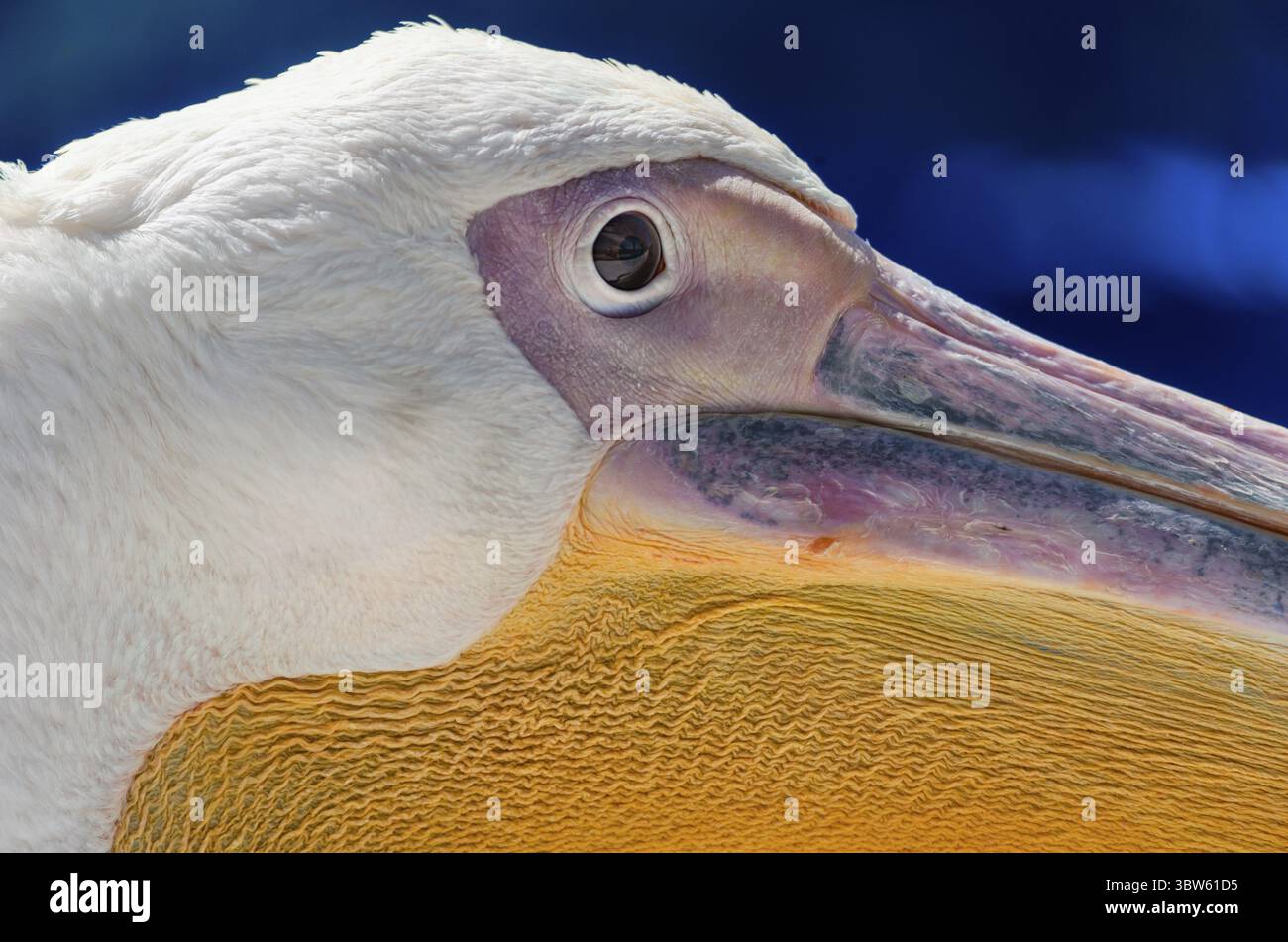 Head beak great white hi res stock photography and images Alamy Head beak great white hi res stock photography and images Alamy