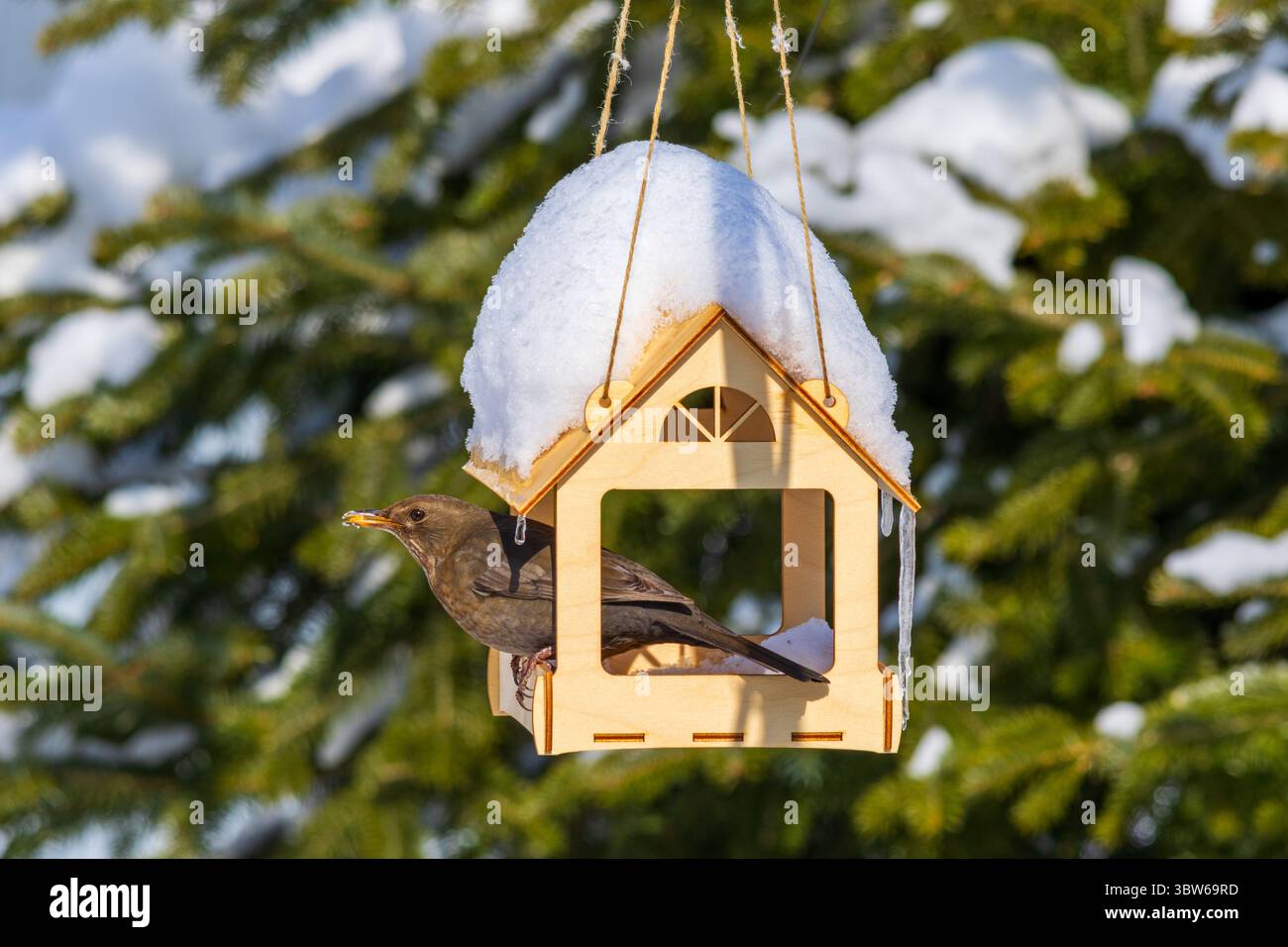 A blackbird bird with a grain in its beak sits in a wooden feeder house on a sunny winter day against a fir background Stock Photo
