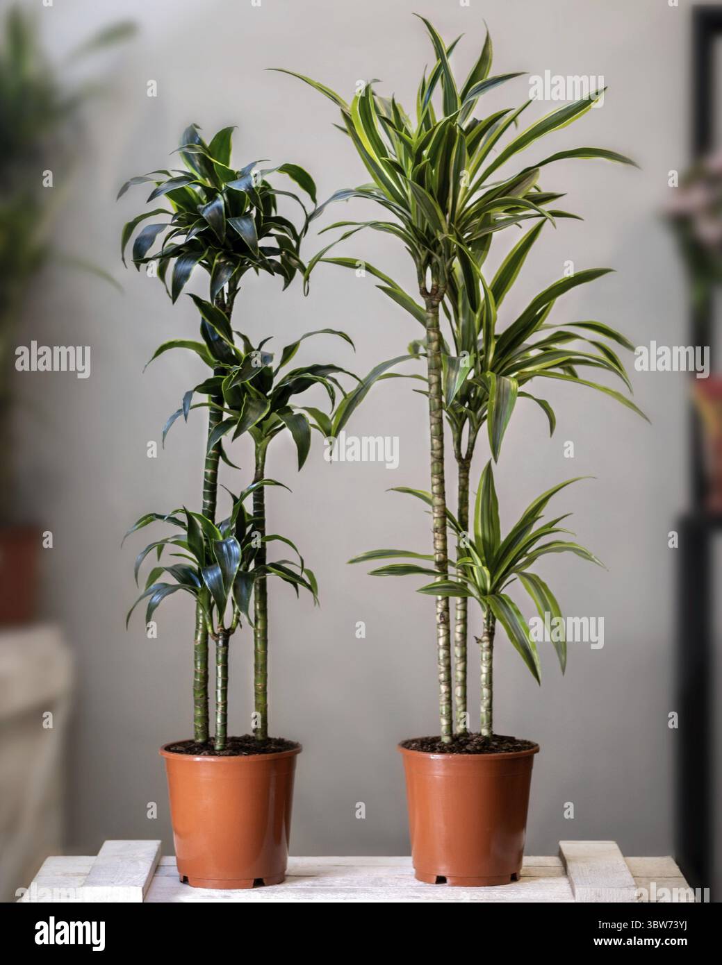 Cornstalk dracaena hi-res stock photography and images - Alamy