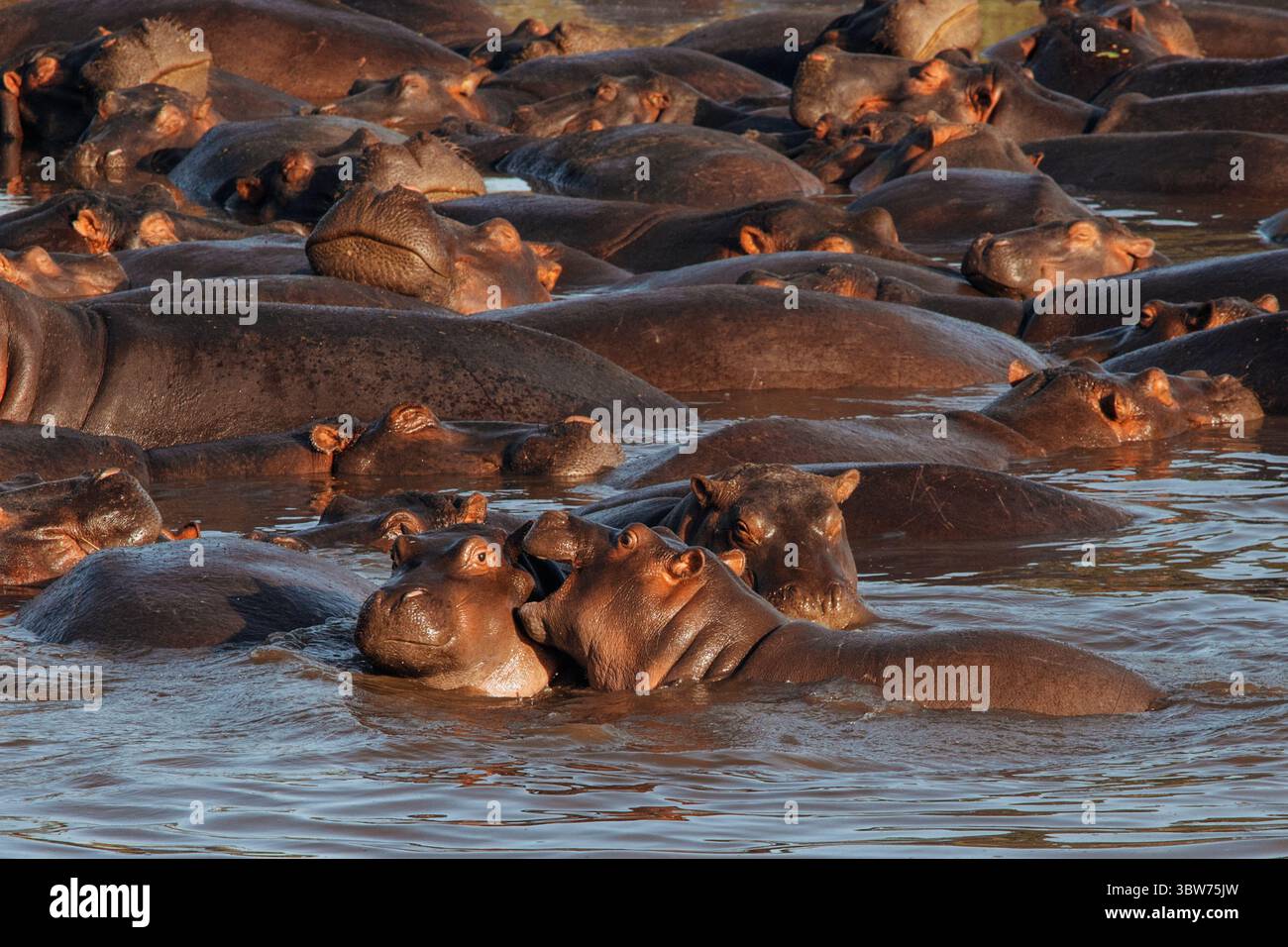 A large group of hippos resting closely together in a serene water pool, photographed in Tanzania’s iconic Serengeti National Park. Stock Photo