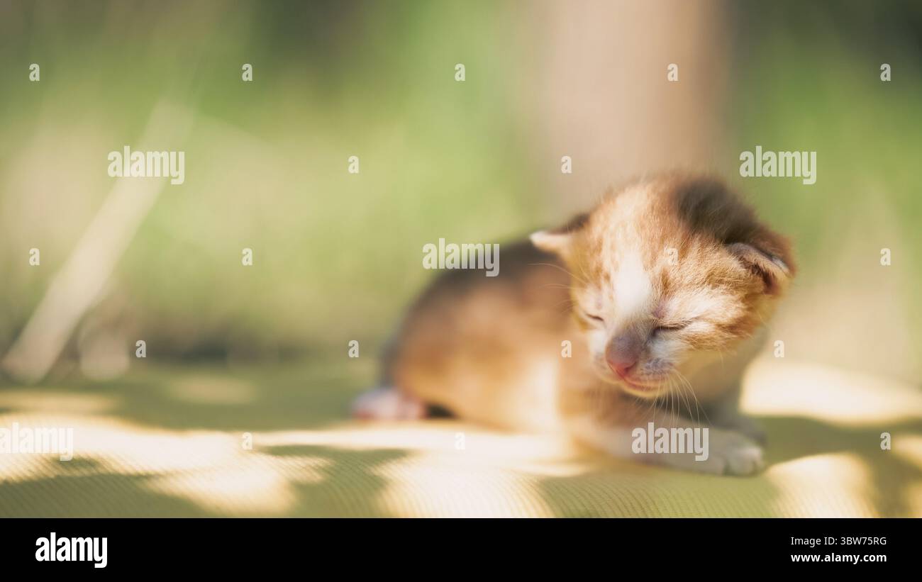 Red sunny kitten on a clear summer day outside Stock Photo