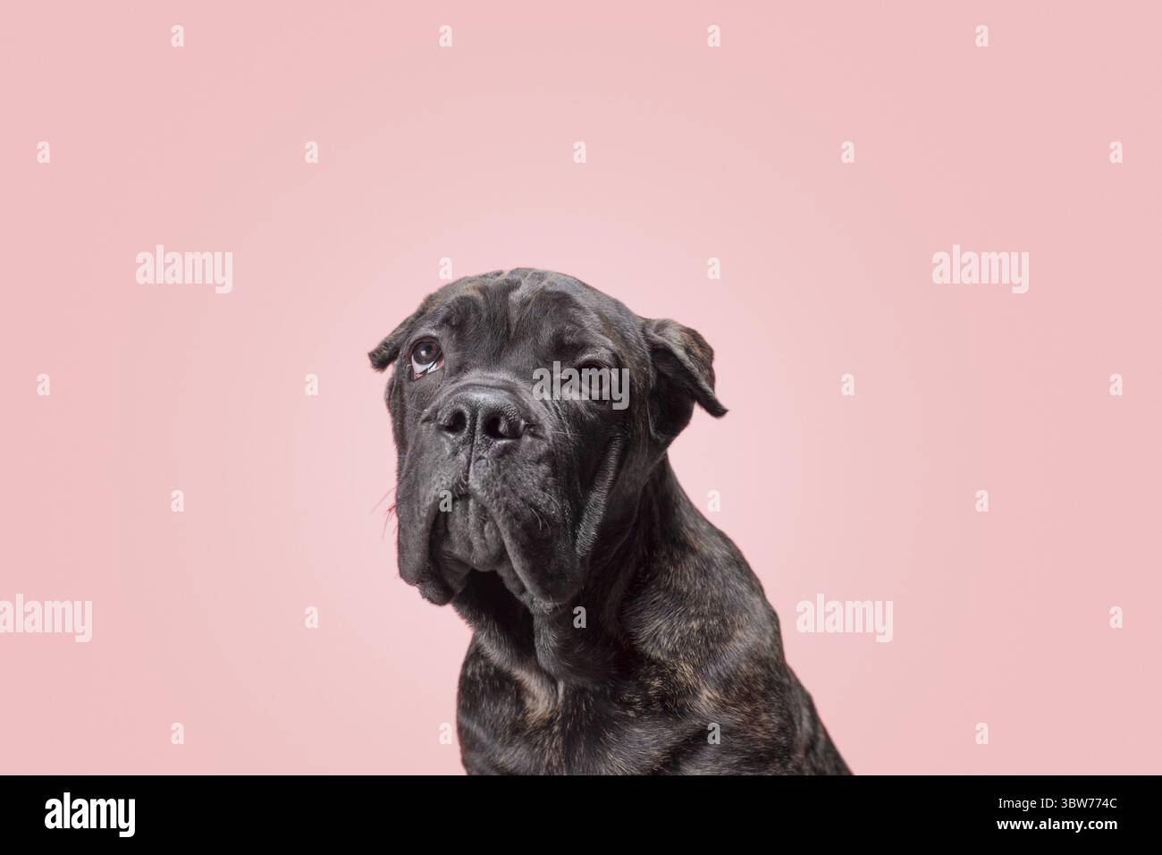 Brindle little puppy of the Cane Corso breed sadly looks up on a pink backg...