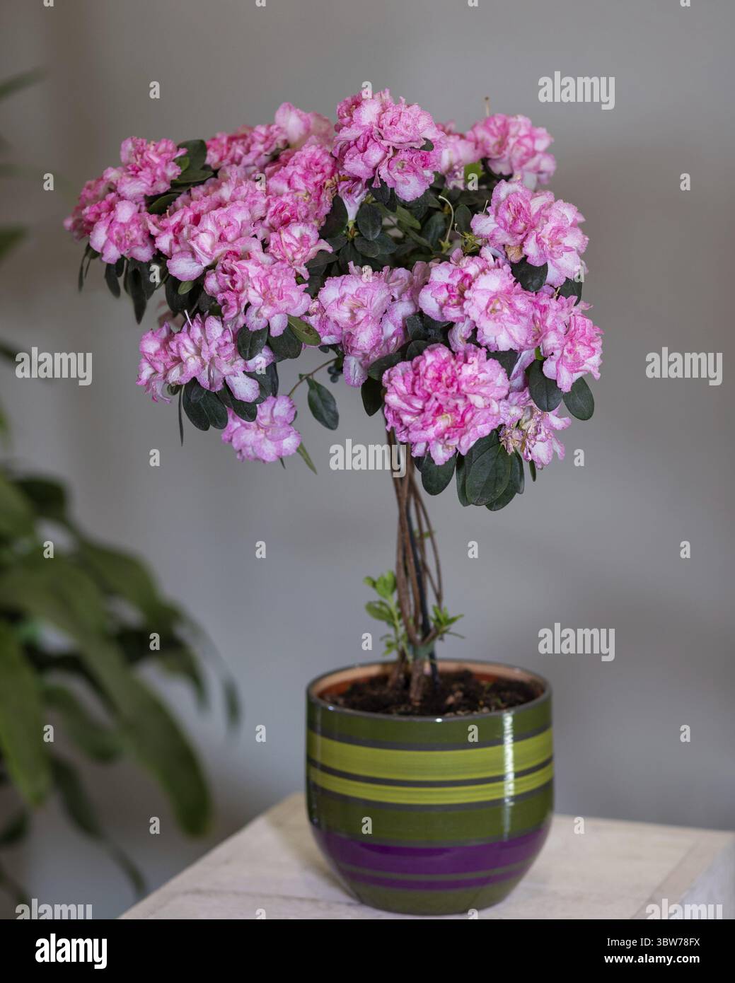 Azalea pot plant hi-res stock photography and images - Alamy