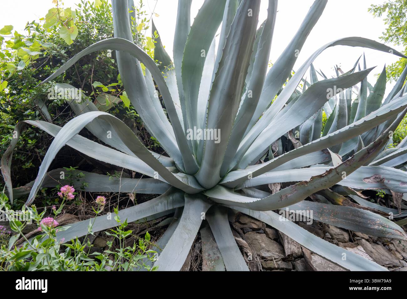 Giant aloe vera hi-res stock photography and images - Alamy