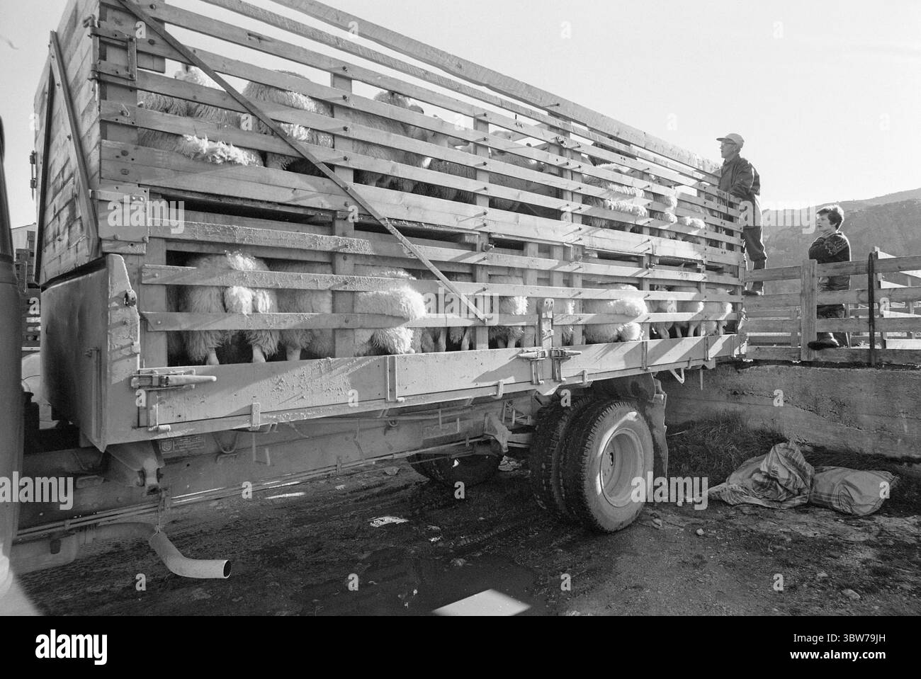 Aktuell 39-3-1970: Sheep in long lines. Bae, bae, summer is over ...