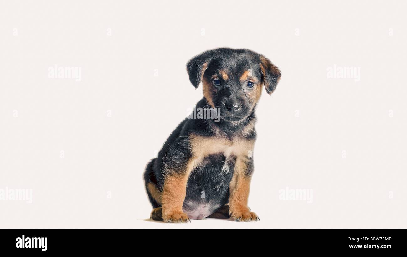 Mongrel black with red puppy sitting on a white background Stock Photo