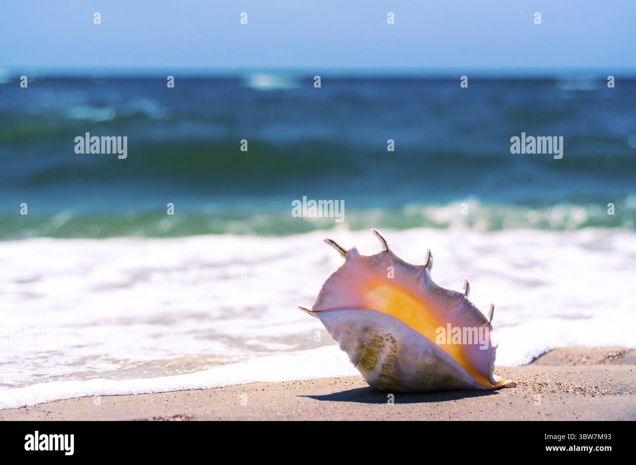 Large huge ocean shell with spikes on yellow sand against a white foam ...
