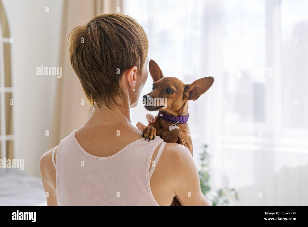 Woman hugs cute little dog lying in her arms at home. Close-up. Trust Stock Photo